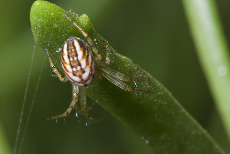 Mangora acalypha